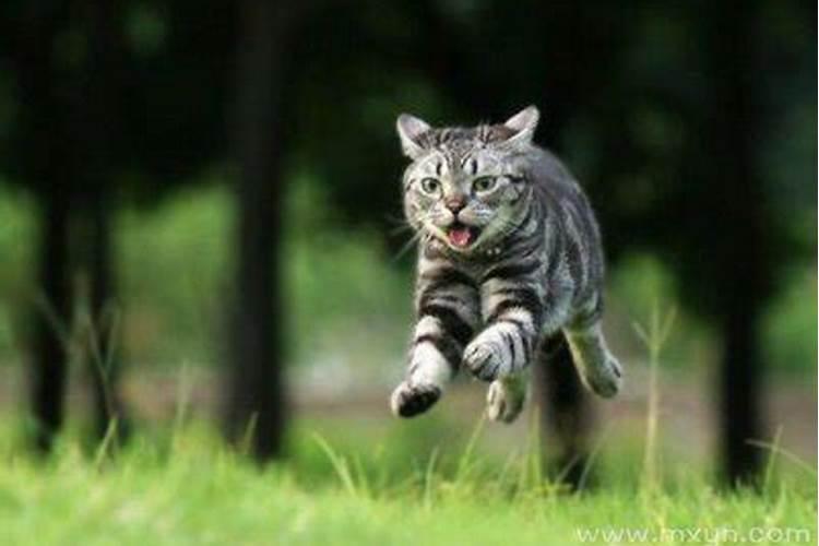 梦见猫扑是什么征兆？