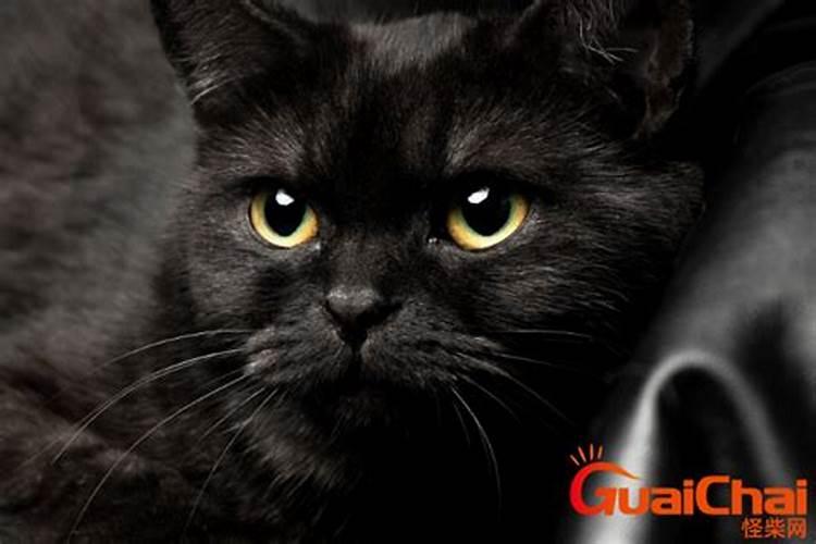 梦见黑猫预示着什么？