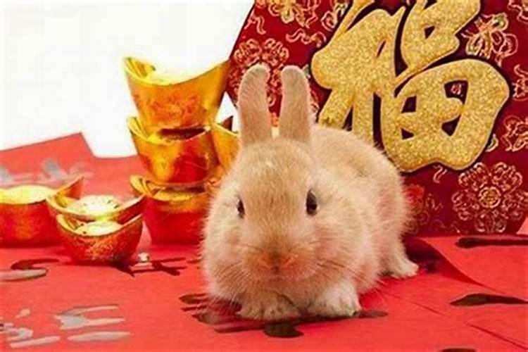 1975年属兔在2026年运势如何？