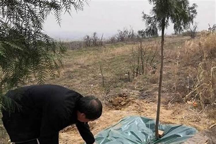 清明节能砍坟上的树吗？