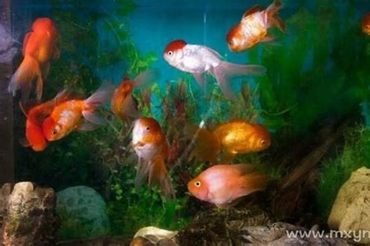梦见金鱼生了小金鱼