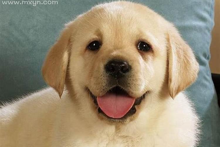 梦到狗生病是什么意思周公解梦？