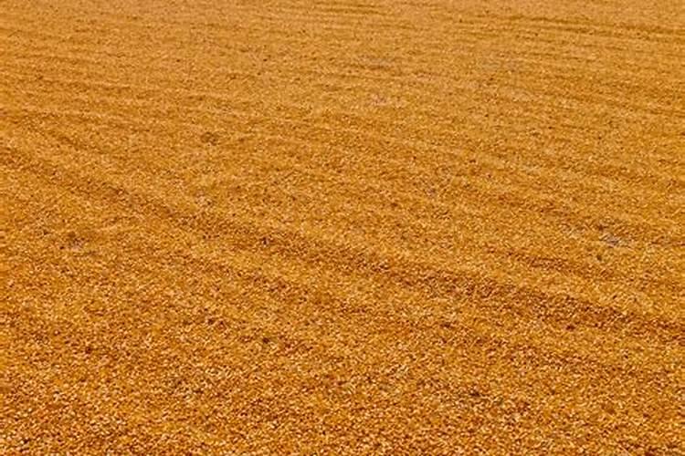 梦见晒玉米粒下雨了