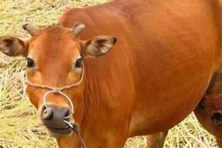 怀孕梦见牛预示着什么意思？