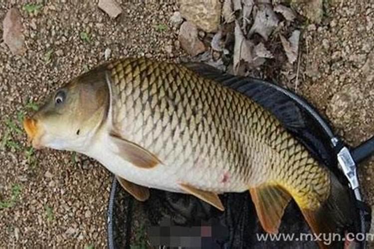 梦见红色鲤鱼天上飞