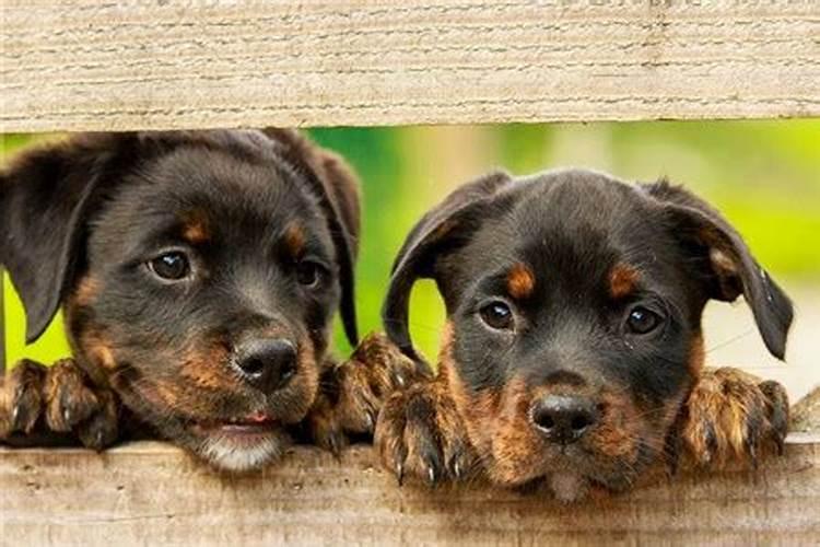 养狗会影响全家人的运势吗？