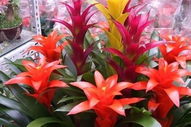 提升事业运的花卉