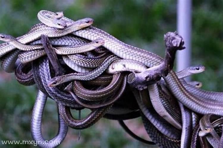 梦见很多蛇周公解梦？