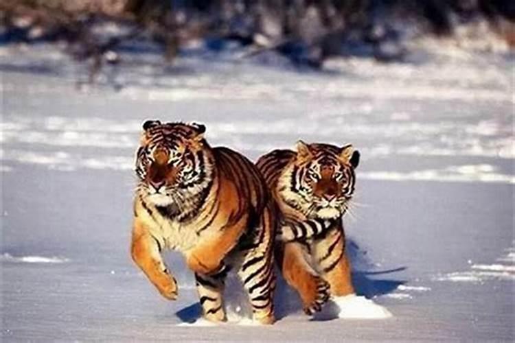 生肖属虎12月份运程如何？