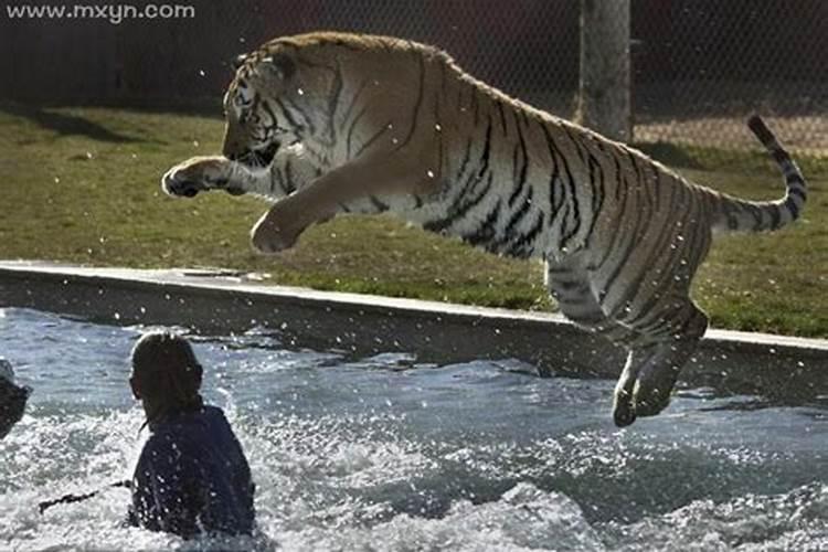 梦到老虎追着咬人什么意思？