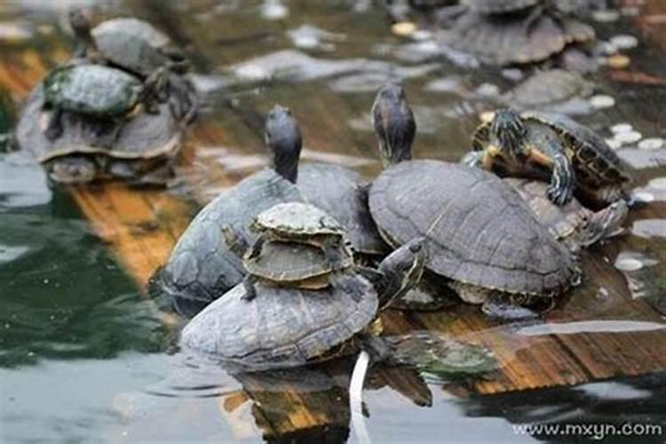 梦见好多乌龟在水里是什么意思？