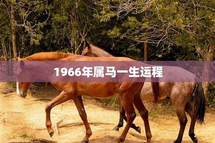 1954年的马一生运程
