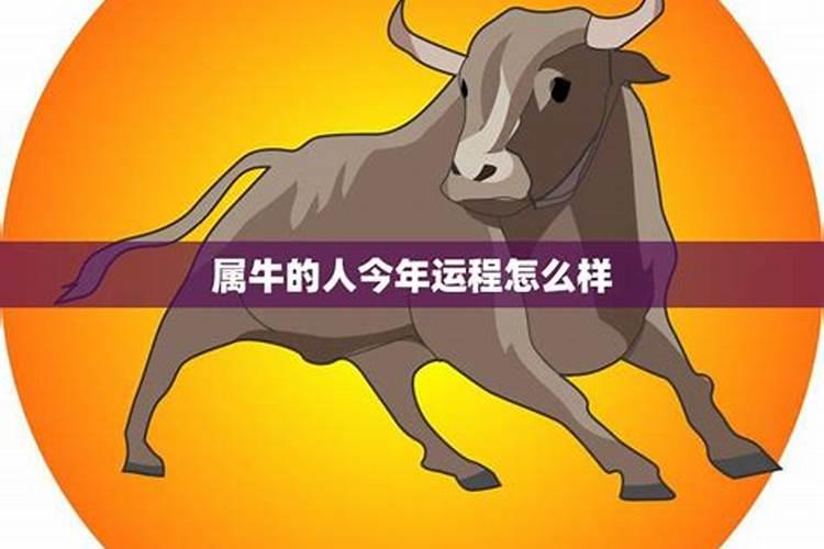 请问属牛的今年的运势怎么样？