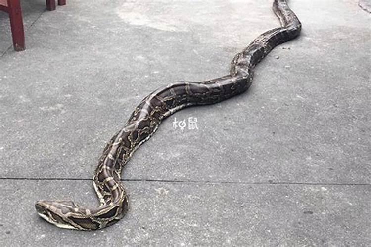 梦到大蟒蛇是什么意思？