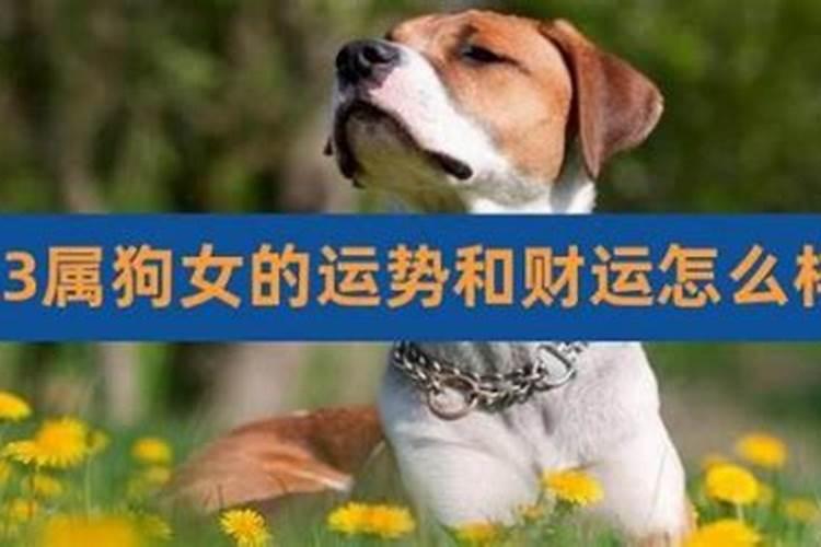 2026属狗女人的感情运势如何？