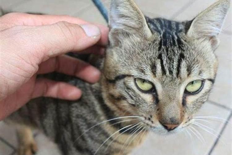 梦见很多猫攻击我周公解梦？