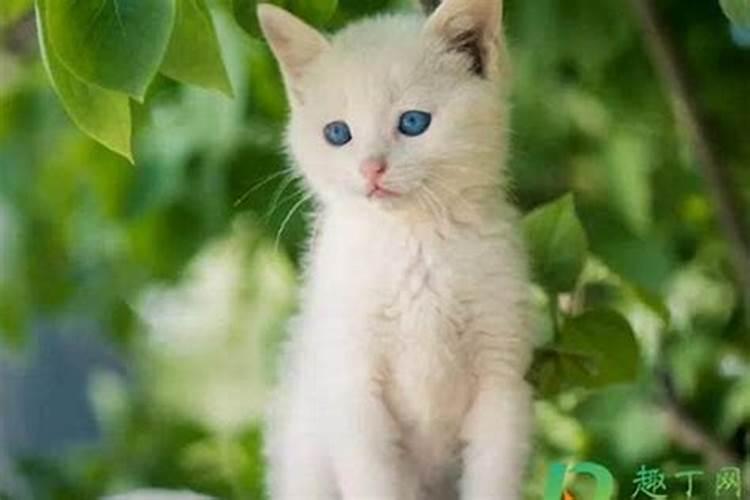 梦见猫是什么预兆男人女人？