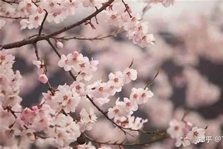 怎样才能旺桃花运？