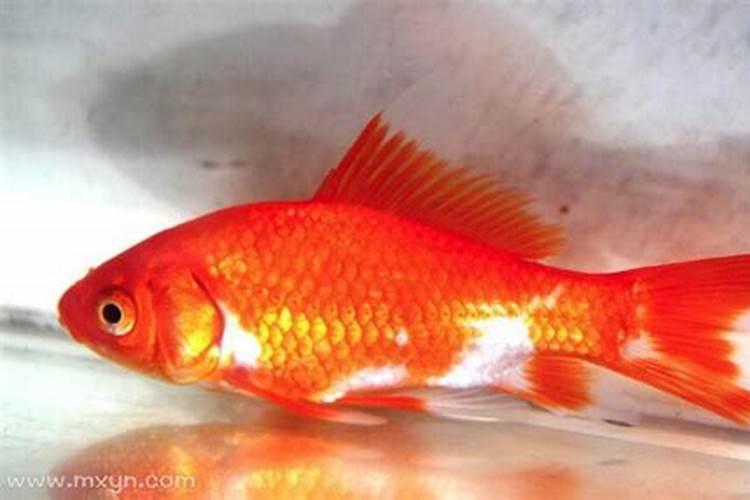 梦见红色的鱼死了什么意思？