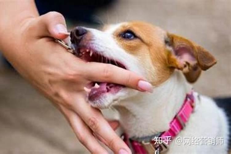 梦见狗咬我是什么意思出血？
