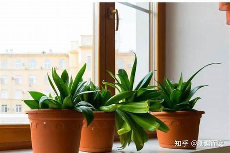 孩子卧室放什么植物好风水？