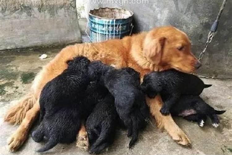 梦见狗生狗崽是什么预兆？