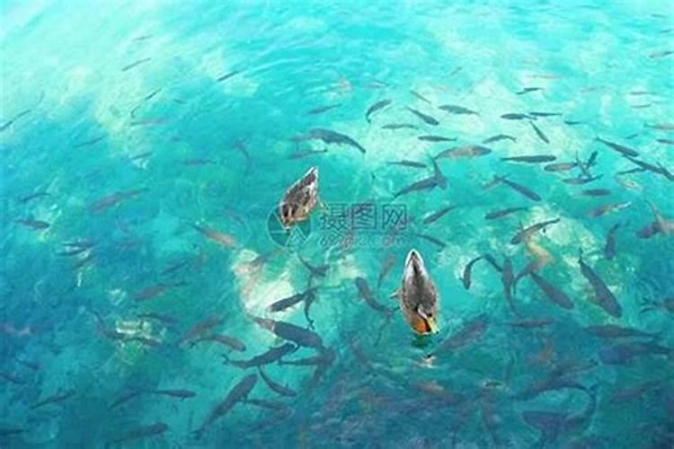 梦见大河水很大很宽还有鱼