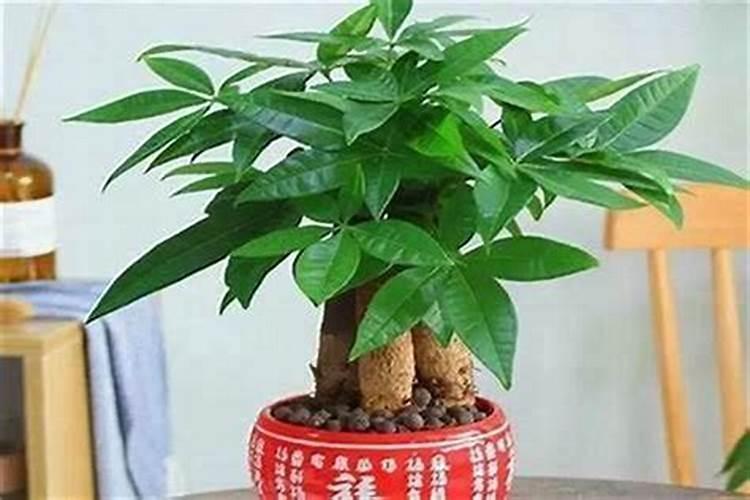 旺学业的风水植物