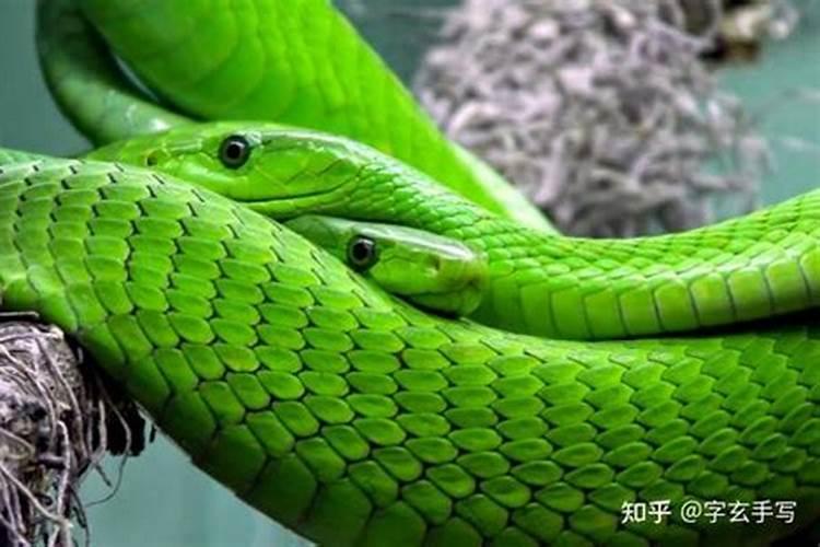 梦见龙和蛇是什么征兆？