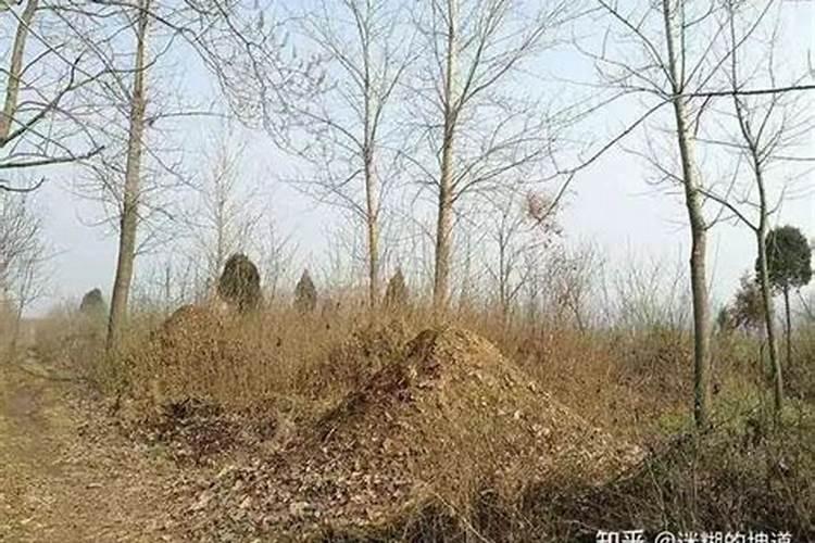 梦到坟墓上长树结了很多果？