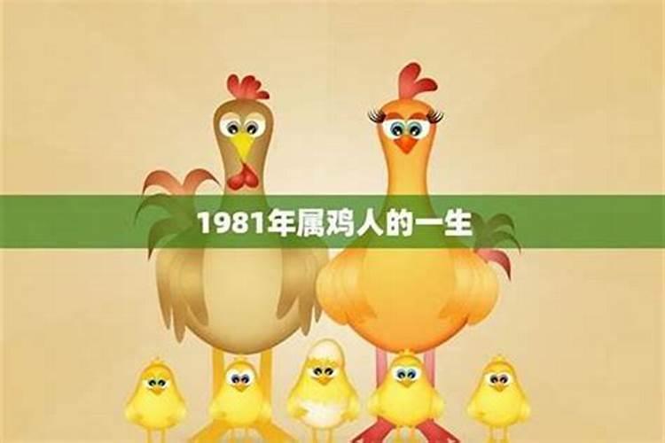 1981属鸡运程怎样？