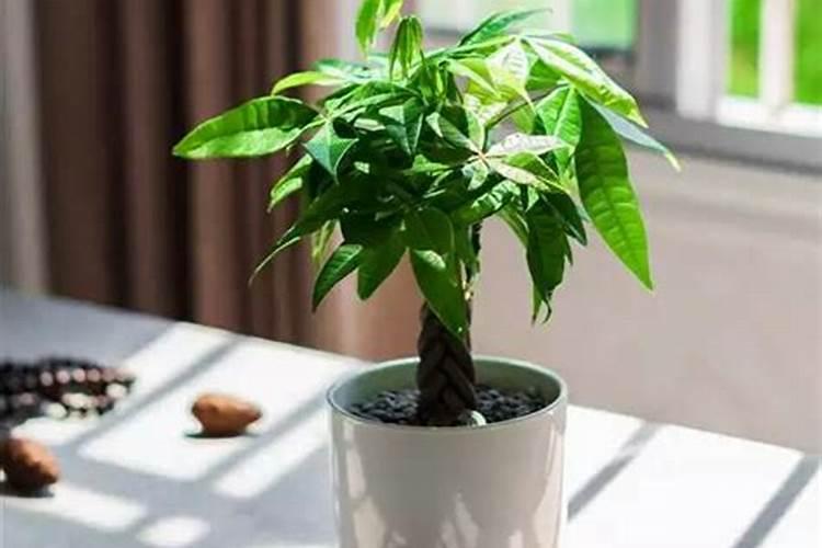 提升财运的植物有哪些？
