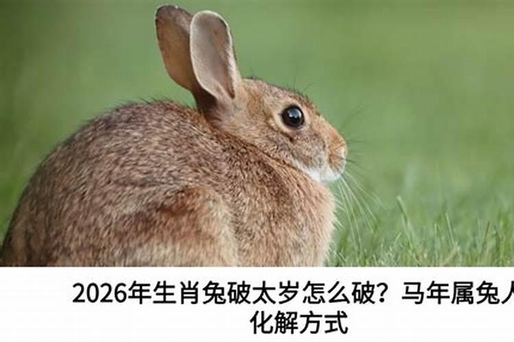 属兔的人今年怎么破太岁？