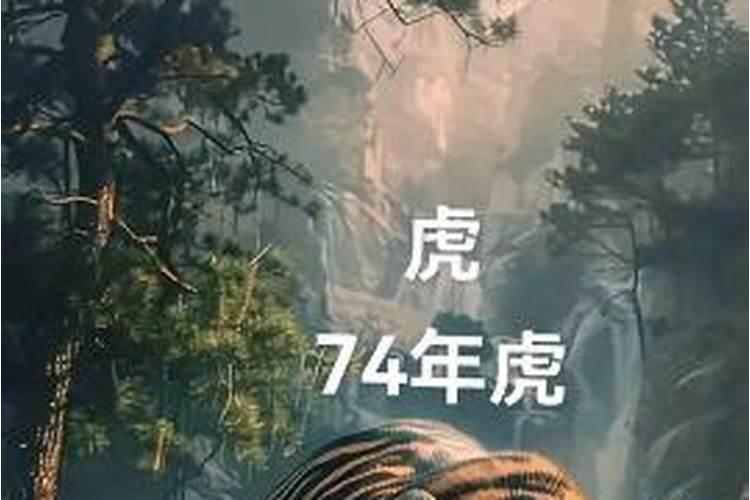 七月出生的虎运势如何？