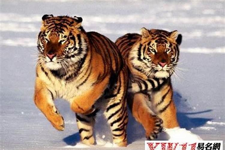 梦见老虎从山上跑下来追我