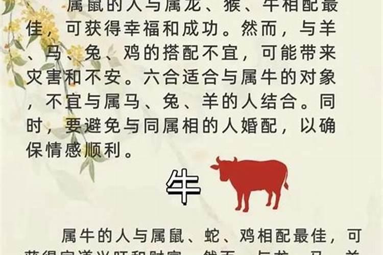 男属耗子女属牛合婚吗？