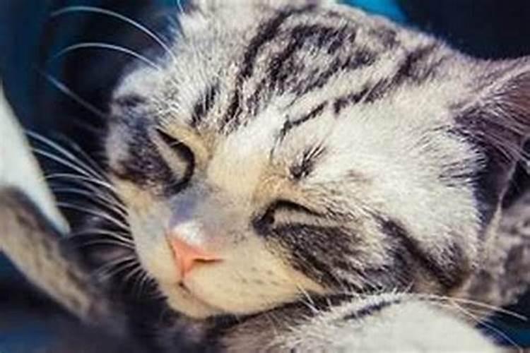 老人梦到猫是什么征兆？
