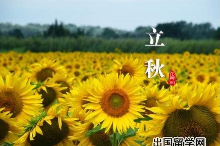 1995年啥时候立秋？