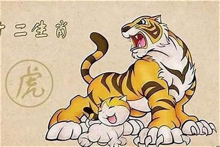 属虎的人鼠年犯太岁吗？