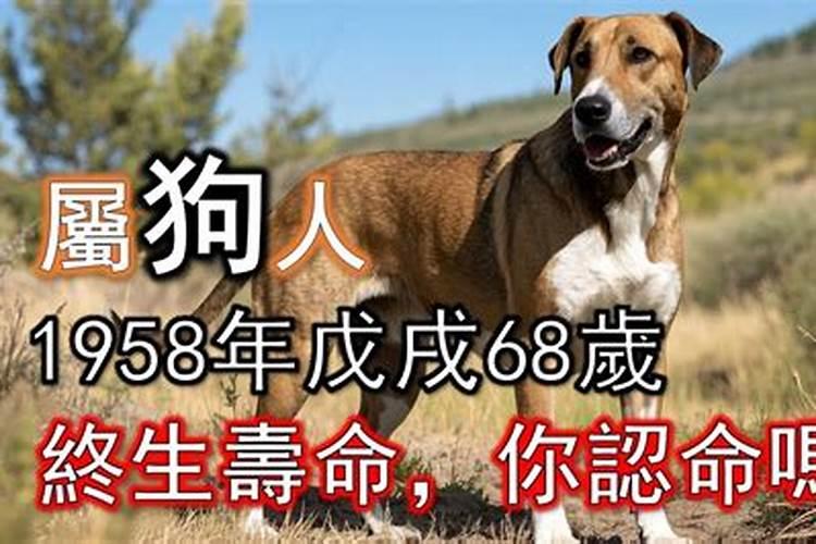 1958狗年出生的人2026年运程