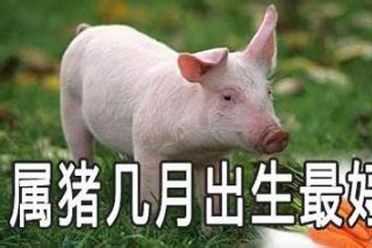 九月初九出生的属猪