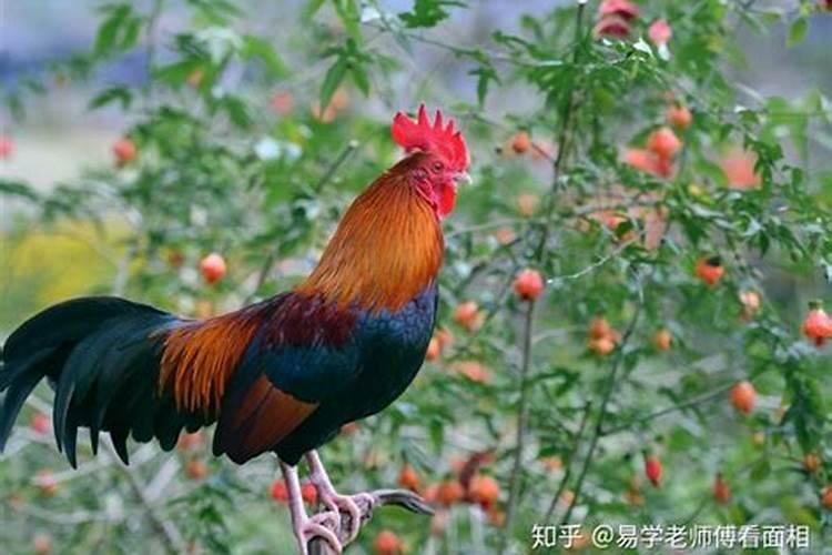 属龙的属相婚配鸡怎样？
