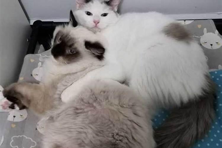 梦见可爱的猫咪亲近自己的孩子