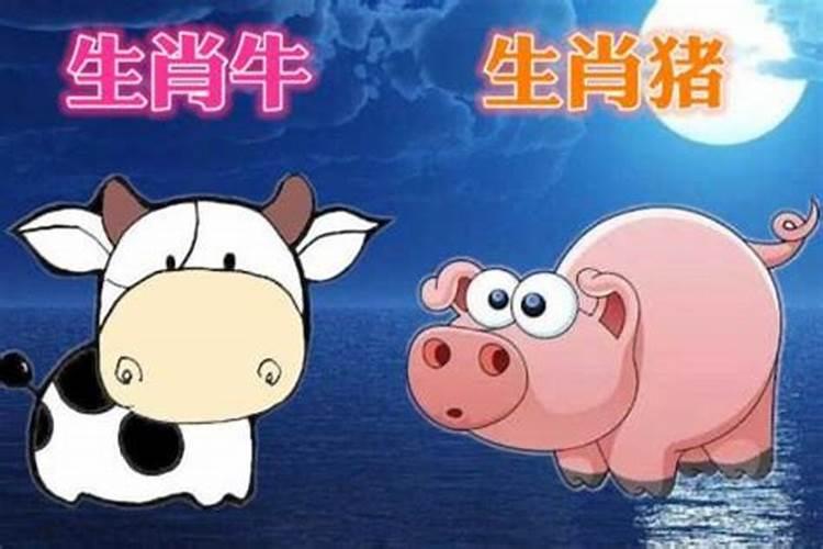 女猪男牛合婚吗？