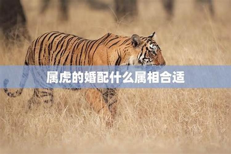 属虎和什么属相婚配？