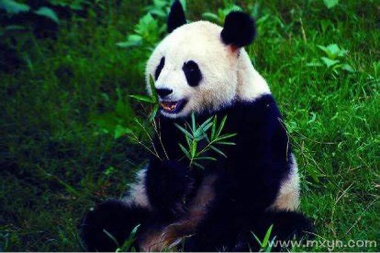 梦见大熊猫是什么意思？