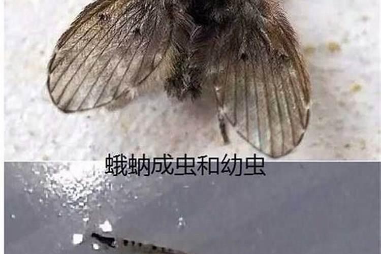 梦见厕所有虫子是什么意思？