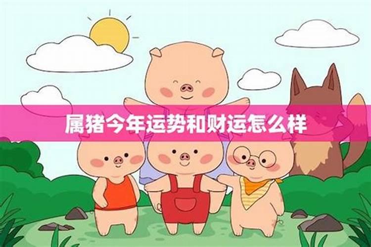 属猪的运势今年怎么样？