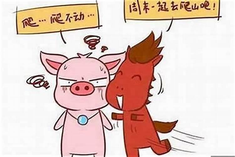 女猪男属合婚吗？