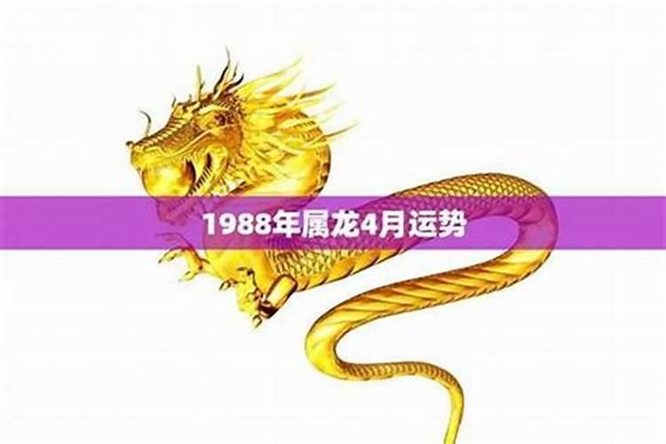 属龙的哪一年运势好？